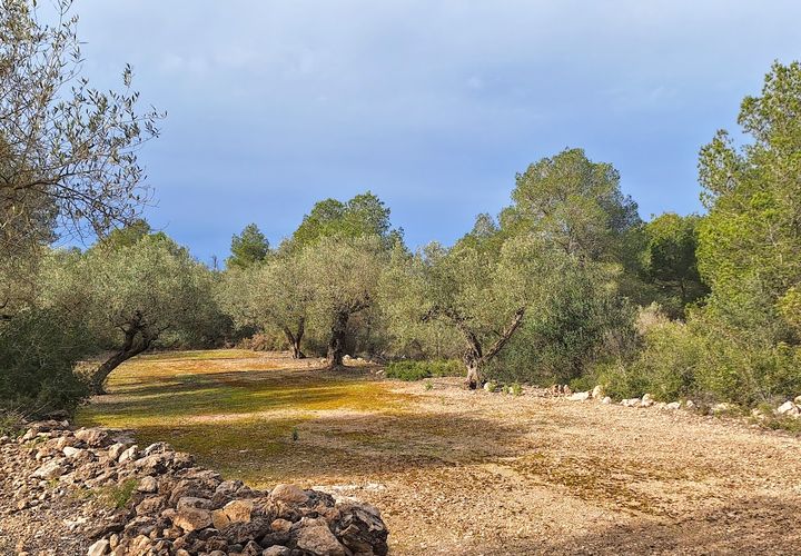Terreno en Ginestar, Tarragona, Ginestar - € 21.000 | Ref: CC736 - photo 1